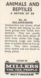 1962 Millers Tea Animals and Reptiles #24 Salamander Back