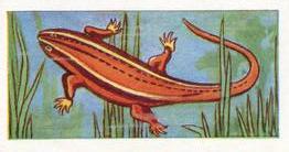 1962 Millers Tea Animals and Reptiles #24 Salamander Front