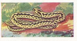 1962 Millers Tea Animals and Reptiles #25 Adder Front
