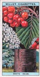 1924 Wills's Flowering Trees & Shrubs #7 White Beam Front