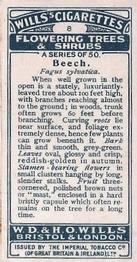 1924 Wills's Flowering Trees & Shrubs #8 Beech Back