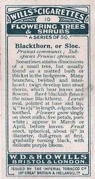 1924 Wills's Flowering Trees & Shrubs #10 Sloe Back
