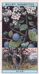 1924 Wills's Flowering Trees & Shrubs #10 Sloe Front
