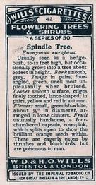 1924 Wills's Flowering Trees & Shrubs #42 Spindle Tree Back