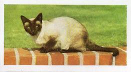 1960 Hornimans Tea Pets #5 Siamese Cat Front