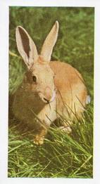 1960 Hornimans Tea Pets #6 Rabbit Front