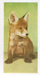 1960 Hornimans Tea Pets #9 Fox Cub Front