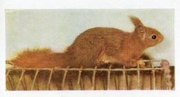 1960 Hornimans Tea Pets #14 Squirrel Front