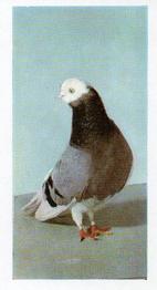 1960 Hornimans Tea Pets #23 Pigeon (Domestic) Front