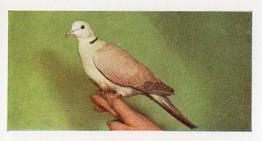1960 Hornimans Tea Pets #24 Barbary Dove Front