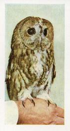 1960 Hornimans Tea Pets #25 Tawny Owl Front