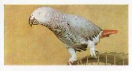 1960 Hornimans Tea Pets #29 Grey Parrot Front
