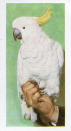 1960 Hornimans Tea Pets #30 Sulphur-Crested Cockatoo Front