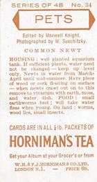 1960 Hornimans Tea Pets #34 Common Newt Back
