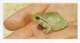 1960 Hornimans Tea Pets #35 Tree Frog Front