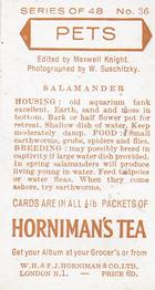 1960 Hornimans Tea Pets #36 Salamander Back