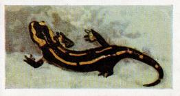 1960 Hornimans Tea Pets #36 Salamander Front
