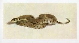 1960 Hornimans Tea Pets #40 Grass Snake Front