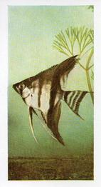 1960 Hornimans Tea Pets #44 Tropical Fish Front
