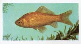 1960 Hornimans Tea Pets #45 Gold Fish Front