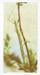 1960 Hornimans Tea Pets #47 Stick Insects Front