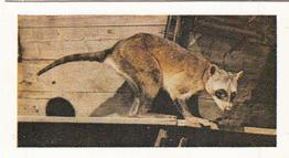 1958 Hornimans Tea Wild Animals #26 Raccoon Front