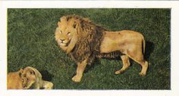 1958 Hornimans Tea Wild Animals #32 Lion Front