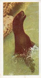 1958 Hornimans Tea Wild Animals #34 Sea Lion Front