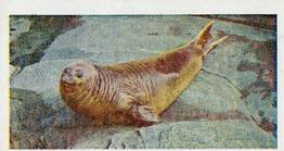 1958 Hornimans Tea Wild Animals #35 Elephant Seal Front