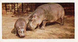 1958 Hornimans Tea Wild Animals #38 Hippopotamus Front