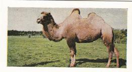 1958 Hornimans Tea Wild Animals #39 Camel Front