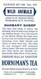 1958 Hornimans Tea Wild Animals #45 Barbary Sheep Back