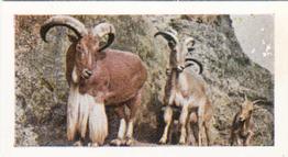 1958 Hornimans Tea Wild Animals #45 Barbary Sheep Front