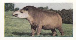 1958 Hornimans Tea Wild Animals #47 Tapir Front