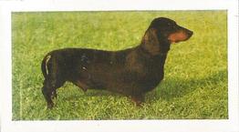 1961 Hornimans Tea Dogs #6 Dachshunds (Smooth Haired) Front