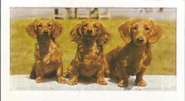 1961 Hornimans Tea Dogs #7 Dachshund (Long Haired) Front