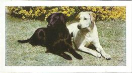 1961 Hornimans Tea Dogs #13 Labrador Retriever Front