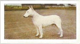 1961 Hornimans Tea Dogs #18 Bull Terrier Front