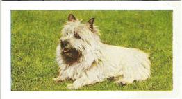 1961 Hornimans Tea Dogs #19 Cairn Terrier Front