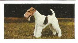 1961 Hornimans Tea Dogs #22 Fox Terrier (Wire Haired) Front