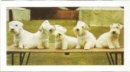 1961 Hornimans Tea Dogs #23 Sealyham Terrier Front