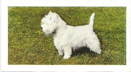 1961 Hornimans Tea Dogs #25 West Highland White Terrier Front