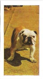 1961 Hornimans Tea Dogs #29 Bulldog Front