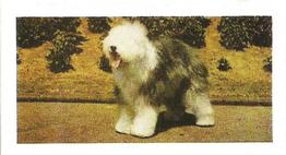 1961 Hornimans Tea Dogs #37 Old English Sheepdog Front