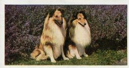 1961 Hornimans Tea Dogs #39 Shetland Sheepdog Front
