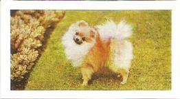1961 Hornimans Tea Dogs #46 Pomeranian Front