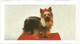 1961 Hornimans Tea Dogs #48 Yorkshire Terrier Front