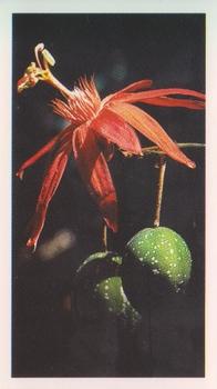 1991 Grandee Disappearing Rainforest #5 Passion Flower Front