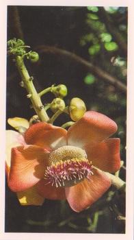 1991 Grandee Disappearing Rainforest #6 Cannonball Tree Flower Front