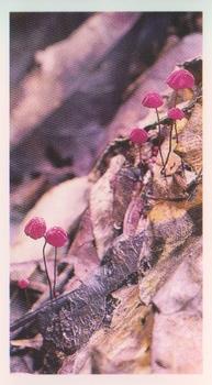 1991 Grandee Disappearing Rainforest #7 Parasol Fungi Front